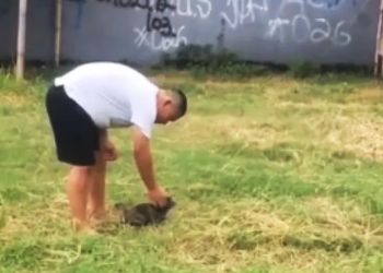Video viral pria tega melempar kucing di tengah lapangan. (Instagram/tangkapan layar/Suara.com)