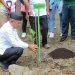 Bupati Pohuwato, Saipul Mbuinga, Canangkan 10 Ribu Pohon Bibit Tabebuya, Jum'at (08/07/2022)