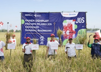Demonstration Plot (Demplot) komoditas padi di Desa Sidodadi, Kecamatan Sukosewu, Kabupaten Bojonegoro Jawa Timur.