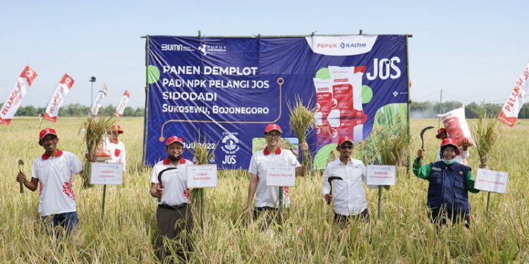 Demonstration Plot (Demplot) komoditas padi di Desa Sidodadi, Kecamatan Sukosewu, Kabupaten Bojonegoro Jawa Timur.