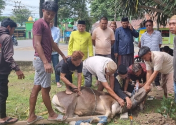 Dewan Pimpinan Daerah (DPD) II Partai Golongan Karya (Golkar) Kabupaten Gorontalo menyembelih 2 ekor sapi kurban di momen Idul Adha 1443 Hijriah.
