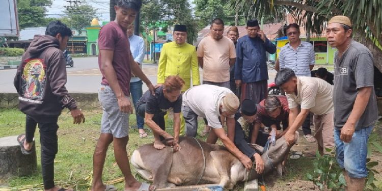 Dewan Pimpinan Daerah (DPD) II Partai Golongan Karya (Golkar) Kabupaten Gorontalo menyembelih 2 ekor sapi kurban di momen Idul Adha 1443 Hijriah.