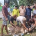 Dewan Pimpinan Daerah (DPD) II Partai Golongan Karya (Golkar) Kabupaten Gorontalo menyembelih 2 ekor sapi kurban di momen Idul Adha 1443 Hijriah.
