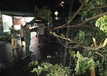 Hujan deras yang disertai angin kencang pada Kamis malam (14/7/2022) menyebabkan sebuah pohon besar di Limboto Barat Tumbang. (Foto: Istimewa)
