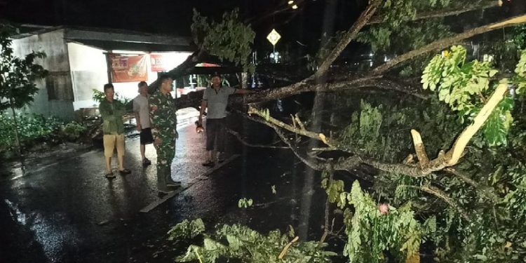 Hujan deras yang disertai angin kencang pada Kamis malam (14/7/2022) menyebabkan sebuah pohon besar di Limboto Barat Tumbang. (Foto: Istimewa)