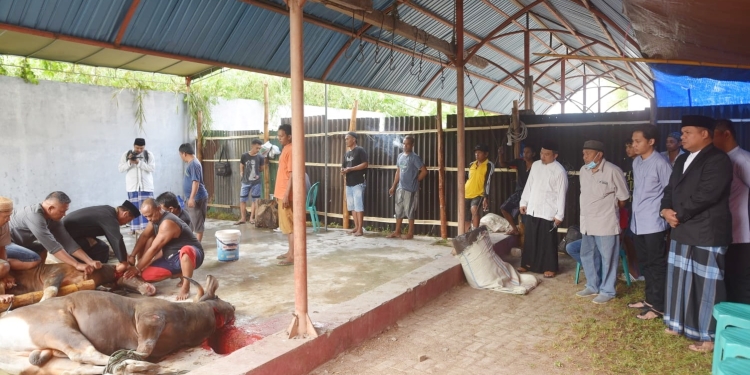 Penyembelihan hewan kurban di lingkungan kampus UNG (Istimewa)