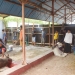 Penyembelihan hewan kurban di lingkungan kampus UNG (Istimewa)