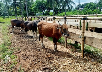 Pusat penjualan ternak kurban yang ada di Kelurahan Tuladenggi, Kecamatan Dungingi, Kota Gorontalo. (Fahrun/gopos)
