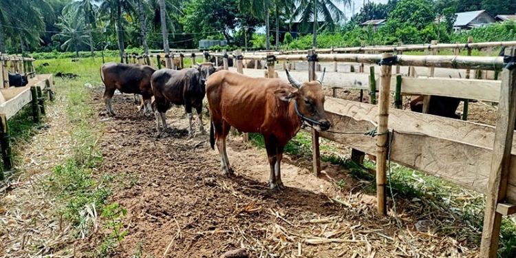 Pusat penjualan ternak kurban yang ada di Kelurahan Tuladenggi, Kecamatan Dungingi, Kota Gorontalo. (Fahrun/gopos)