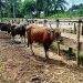 Pusat penjualan ternak kurban yang ada di Kelurahan Tuladenggi, Kecamatan Dungingi, Kota Gorontalo. (Fahrun/gopos)