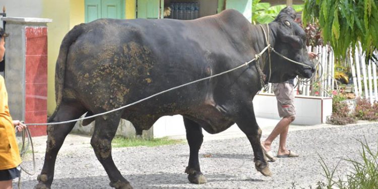 Sapi Milik, Muhamad Afif, Warga Kelurahan Siduan, Kecamatan Paguat, Kabupaten Pohuwatoyang dibeli Presiden RI Joko Widodo, (Istimewa)