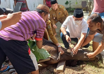 Wali Kota Gorontalo Marten A. Taha melakukan penyembelihan hewan kurban