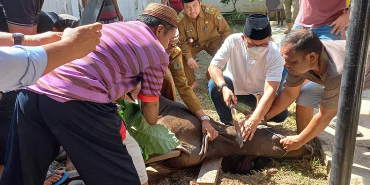 Wali Kota Gorontalo Marten A. Taha melakukan penyembelihan hewan kurban