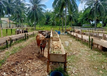 Hewan kurban di Kota Gorontalo (Dok. Gopos)