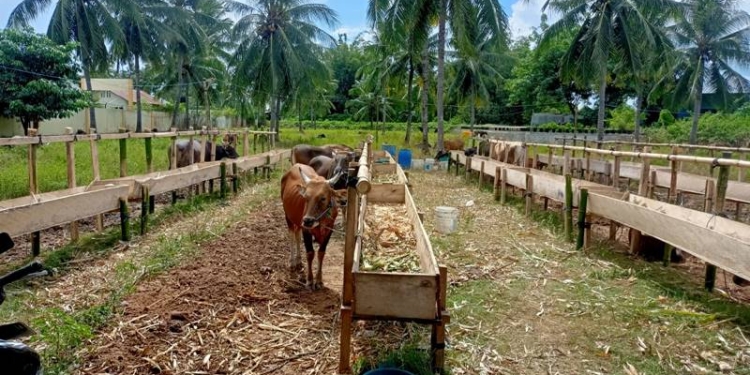 Hewan kurban di Kota Gorontalo (Dok. Gopos)