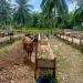 Hewan kurban di Kota Gorontalo (Dok. Gopos)