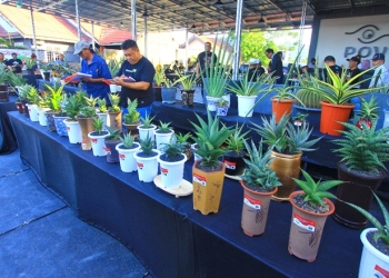 Pameran bunga yang diselenggarakan oleh Komunitas Sansevieria Gorontalo menghadirkan 135 bunga (istimewa)