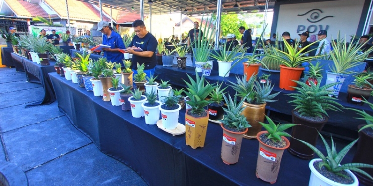 Pameran bunga yang diselenggarakan oleh Komunitas Sansevieria Gorontalo menghadirkan 135 bunga (istimewa)