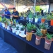 Pameran bunga yang diselenggarakan oleh Komunitas Sansevieria Gorontalo menghadirkan 135 bunga (istimewa)