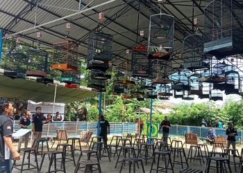 Lomba pameran burung berkicau, di GBC Kota Gorontalo, Ahad (25/9/2022). Foto: Sari/gopos