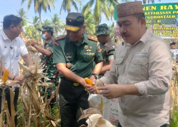 Ketua DPRD Bone Bolango, Halid Tangahu saat menghadiri kegiatan panen jagung oleh Kodim 1304 di Desa Tunggulo, Kecamatan Tilongkabila, Kabupaten Bone Bolango, Senin (26/9/2022).