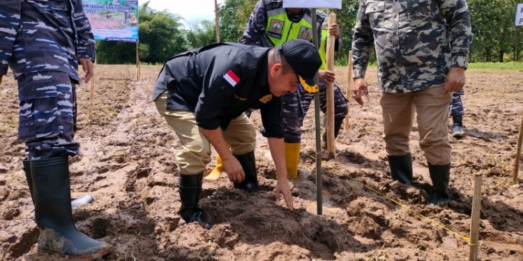Ketua. DPRD Bone Bolango, Halid Tangahu saat melaksanakan kegiatan penanaman Sorgum memperingati HUT TNI AL yang ke-77 di Desa Butu, Kecamatan Tilongkabila, Kabupaten Bone Bolango, Jumat (9/9/2022). (Foto: Putra/Gopos)