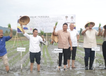 Ketua DPRD Kabupaten Bone Bolango, Halid Tangahu bersama Wakil Ketua DPR RI Rachmat Gobel dan Bupati Bone Bolango Hamim Pou hadir dalam kegiatan Tanam Perdana Padi Sawah IPATBO Pemupukan terpadu berbasis Organik Produksi PT. Seruniandai Citramandiri, di Desa Iloheluma, Kecamatan Tilongkabila, Kamis (20/10/2022). (Humas Kominfo Kabupaten Bone Bolango)