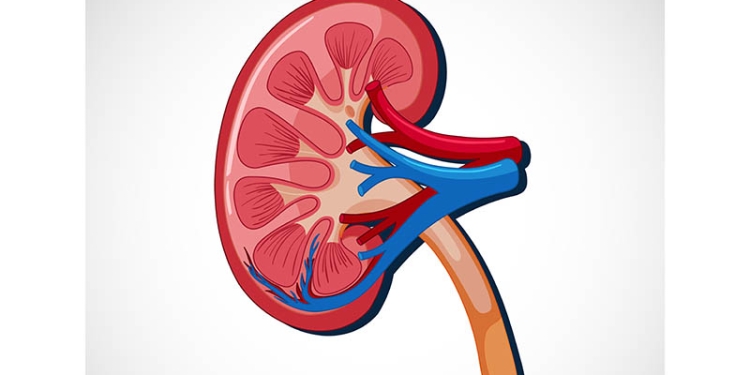 Human internal organ with kidney illustration
Designed by brgfx / Freepik