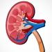 Human internal organ with kidney illustration
Designed by brgfx / Freepik