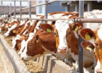 Ilustrasi sapi ternak (Foto: Pixabay.com)