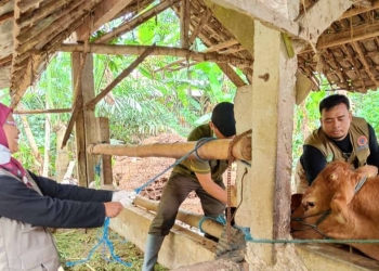 PMK Sapi