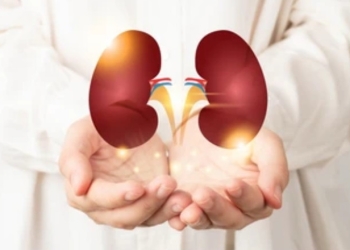 Ilustrasi Ginjal. (Shutterstok)