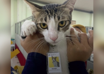 Soleh kucing pegawai Dirjan Pajak. (Dok. Twitter)