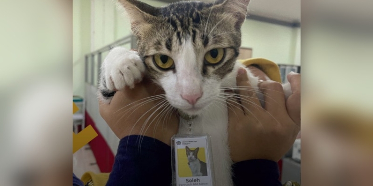 Soleh kucing pegawai Dirjan Pajak. (Dok. Twitter)