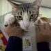 Soleh kucing pegawai Dirjan Pajak. (Dok. Twitter)