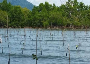 Mangrove