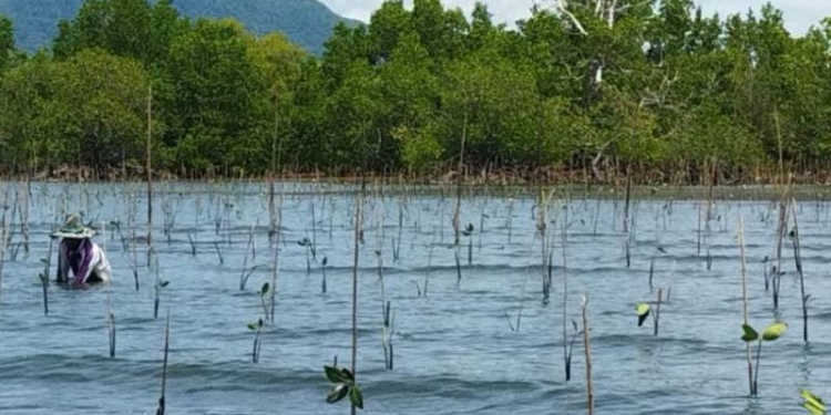 Mangrove
