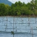 Mangrove