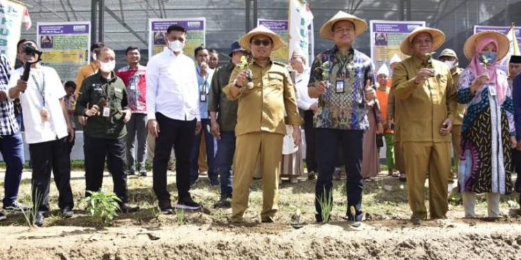 Tanam Cabai