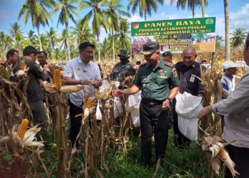 Komando Distrik Militer (Kodim) 1304 Gorontalo melaksanakan panen raya jagung varietas Bisi-18 di Desa Tunggulo, Kecamatan Tilongkabila, Kabupaten Bone Bolango, Senin (26/9/2022).