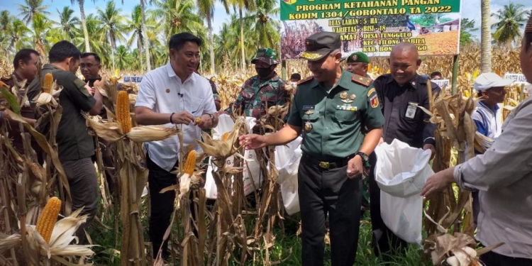Komando Distrik Militer (Kodim) 1304 Gorontalo melaksanakan panen raya jagung varietas Bisi-18 di Desa Tunggulo, Kecamatan Tilongkabila, Kabupaten Bone Bolango, Senin (26/9/2022).