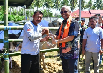 Direktur PT PETS dan PT GSM, Boyke Poerbaya Abidin, Memberikan Bantuan Ternak Sapi Program Pemberdayaan Masyarakat Terhadap Penambang Pohuwato, Selasa 13/12/2022 (Yusuf/Gopos)