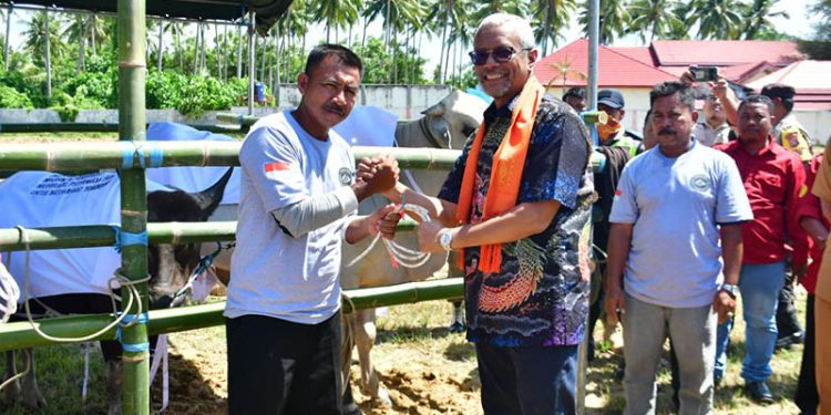 Direktur PT PETS dan PT GSM, Boyke Poerbaya Abidin, Memberikan Bantuan Ternak Sapi Program Pemberdayaan Masyarakat Terhadap Penambang Pohuwato, Selasa 13/12/2022 (Yusuf/Gopos)