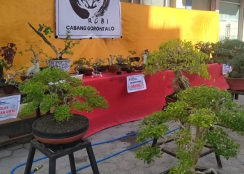 Festival bonsai lokal oleh RUBI Gorontalo memamerkan 200 pot bonsai sebagai sarana edukasi kepada masyarakat mengenai bonsai (muhajir/gopos)