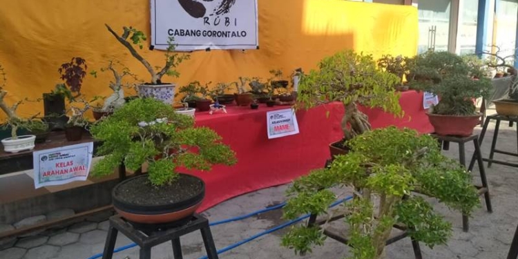 Festival bonsai lokal oleh RUBI Gorontalo memamerkan 200 pot bonsai sebagai sarana edukasi kepada masyarakat mengenai bonsai (muhajir/gopos)