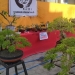 Festival bonsai lokal oleh RUBI Gorontalo memamerkan 200 pot bonsai sebagai sarana edukasi kepada masyarakat mengenai bonsai (muhajir/gopos)