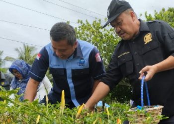 Ketua Dewan Perwakilan Rakyat Daerah (DPRD) Kabupaten Bone Bolango, Halid Tangahu saat melaksanakan kegiatan panen cabai di Desa Molintogupo, Kecamatan Suwawa Selatan, Kabupaten Bone Bolango, Jumat (21/1/2023).
