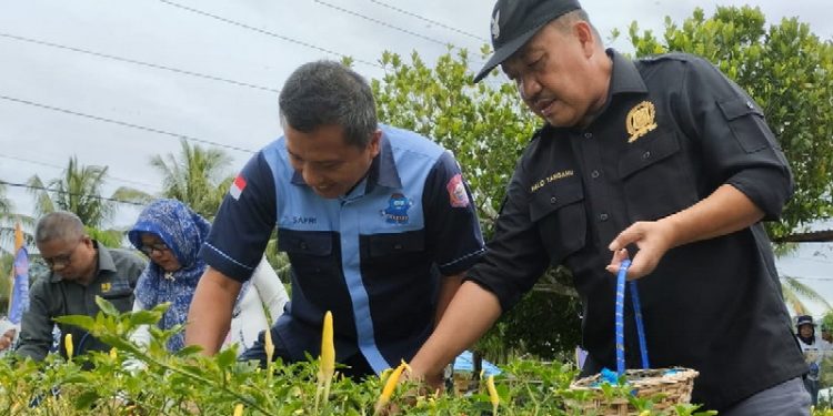 Ketua Dewan Perwakilan Rakyat Daerah (DPRD) Kabupaten Bone Bolango, Halid Tangahu saat melaksanakan kegiatan panen cabai di Desa Molintogupo, Kecamatan Suwawa Selatan, Kabupaten Bone Bolango, Jumat (21/1/2023).
