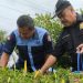 Ketua Dewan Perwakilan Rakyat Daerah (DPRD) Kabupaten Bone Bolango, Halid Tangahu saat melaksanakan kegiatan panen cabai di Desa Molintogupo, Kecamatan Suwawa Selatan, Kabupaten Bone Bolango, Jumat (21/1/2023).