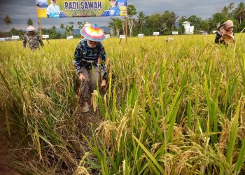 Wabup Merlan S. Uloli saat melakukan Panen Padi Sawah di Desa Toto Selatan, Kecamatan Kabila, Selasa (17/1/2023). (Foto Indra/Gopos)